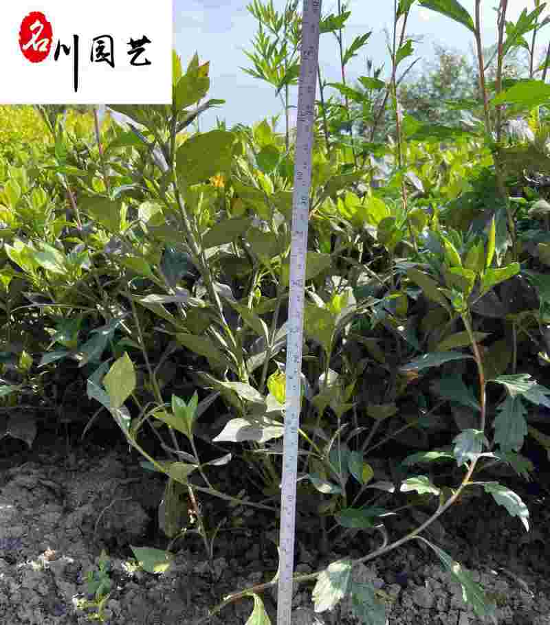批发栀子花工程苗大叶小叶栀子花出售四川栀子花基地直供