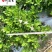 批发栀子花工程苗大叶小叶栀子花出售四川栀子花基地直供
