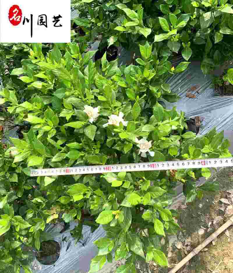 批发栀子花工程苗大叶小叶栀子花出售四川栀子花基地直供