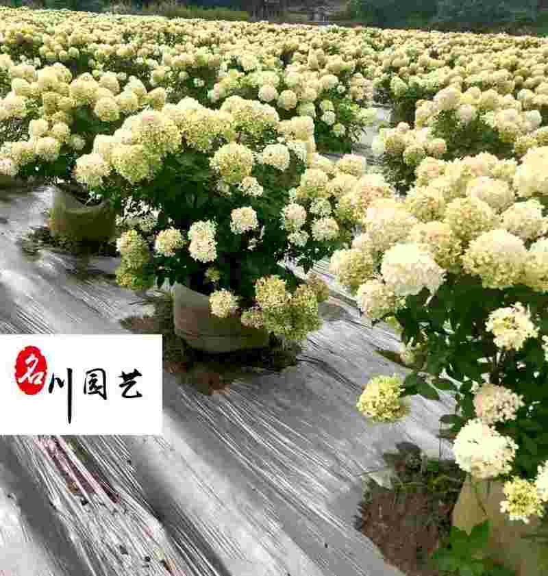 木绣球基地批发圆锥木绣球大冠幅工程园林绿化量大从优