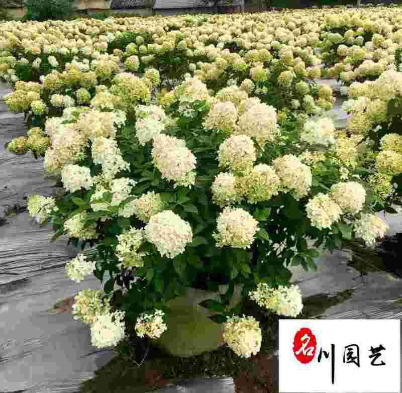 木绣球基地批发圆锥木绣球大冠幅工程园林绿化量大从优