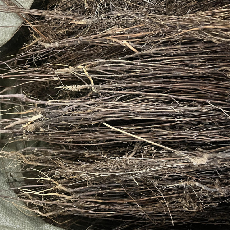 藏茵陈西藏茵陈产地货源一件代发