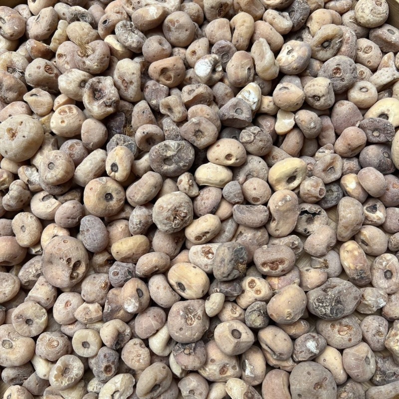 正宗玉皇丹毛慈菇云南材批发量大从优