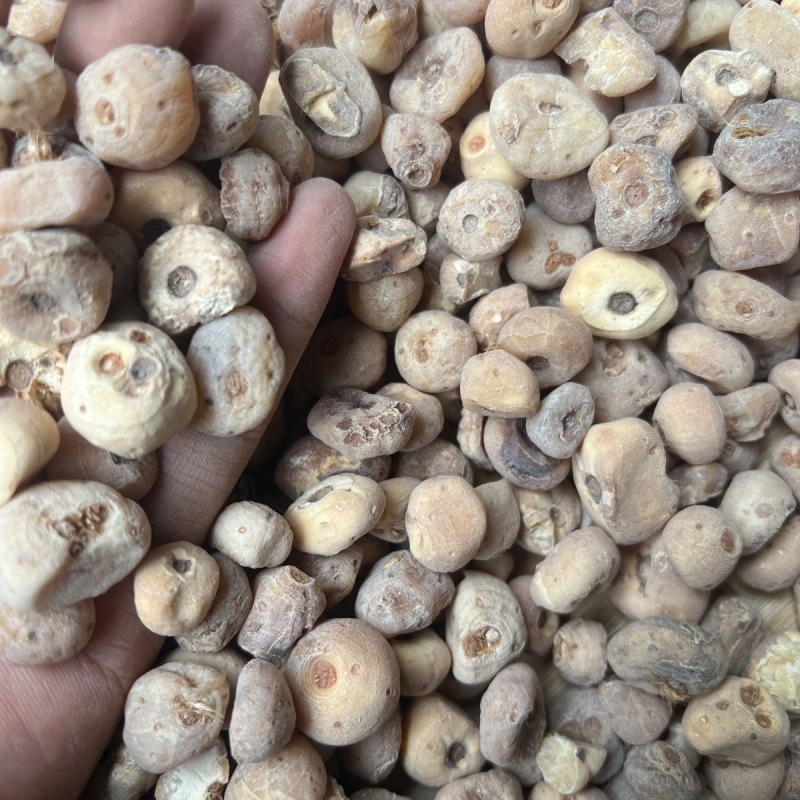 正宗玉皇丹毛慈菇云南材批发量大从优