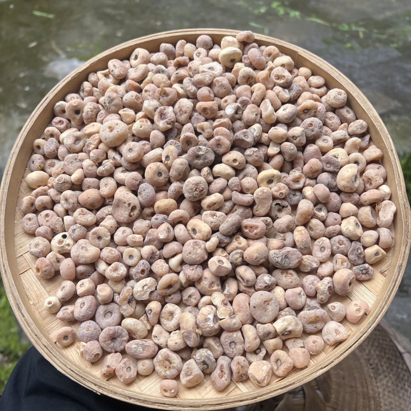 正宗玉皇丹毛慈菇云南材批发量大从优