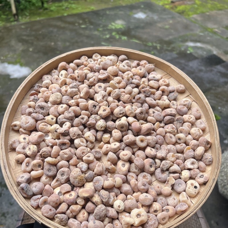 正宗玉皇丹毛慈菇云南材批发量大从优