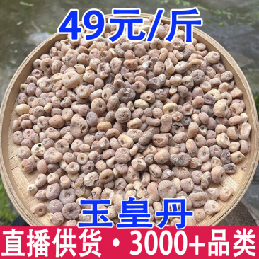 正宗玉皇丹毛慈菇云南材批发量大从优