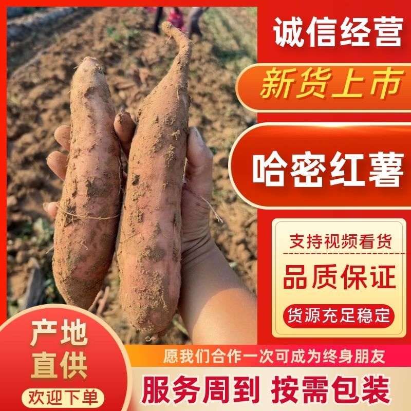 哈密红薯河北红薯口感香甜品质保障对接全国等