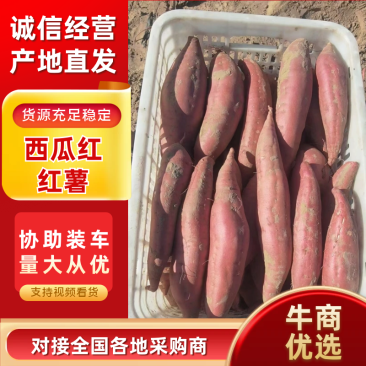 西瓜红河北西瓜红红薯产地一手货源对接电商社区团购等