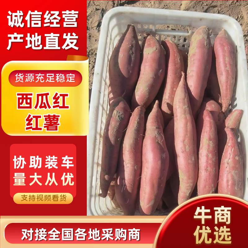 西瓜红河北西瓜红红薯产地一手货源对接电商社区团购等