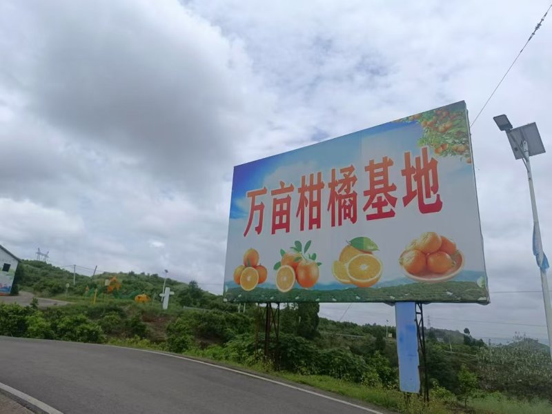 四川达州万亩柑橘蜜橘产地货源欢迎电话联系