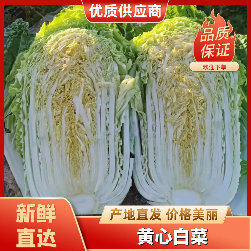 黄心大白菜精品白菜河北白菜基地大量上市产地直发高品质保障