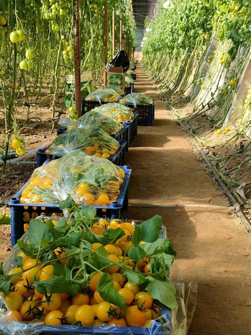 东北小番茄上市品类齐全质量保证产地直发可视频看货
