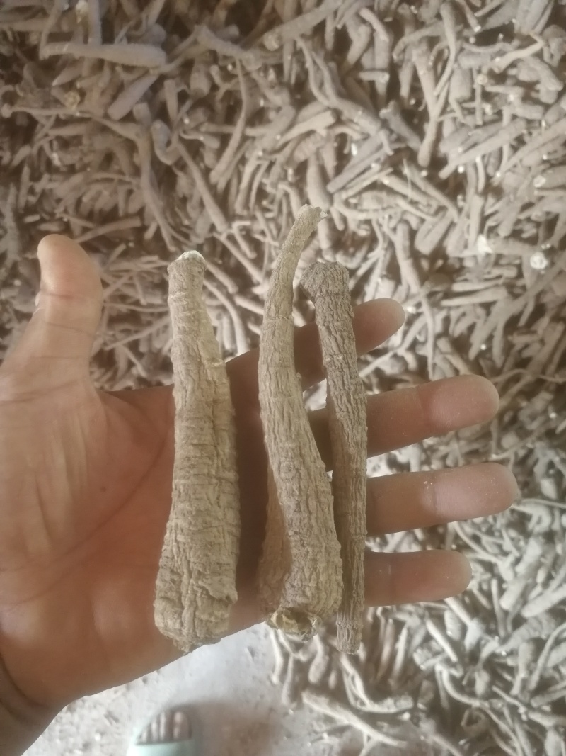 【推荐】白芷精品白芷品质保证量大价优可视频看货欢迎