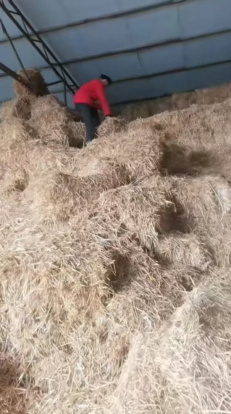 【今日推荐】小麦秸秆小方块品质保证对接全国