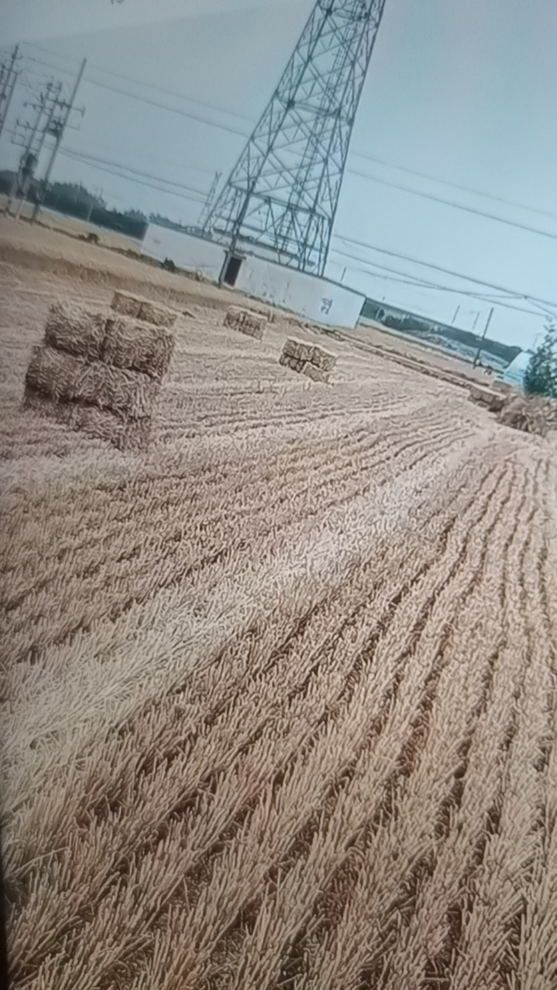 【今日推荐】小麦秸秆小方块品质保证对接全国