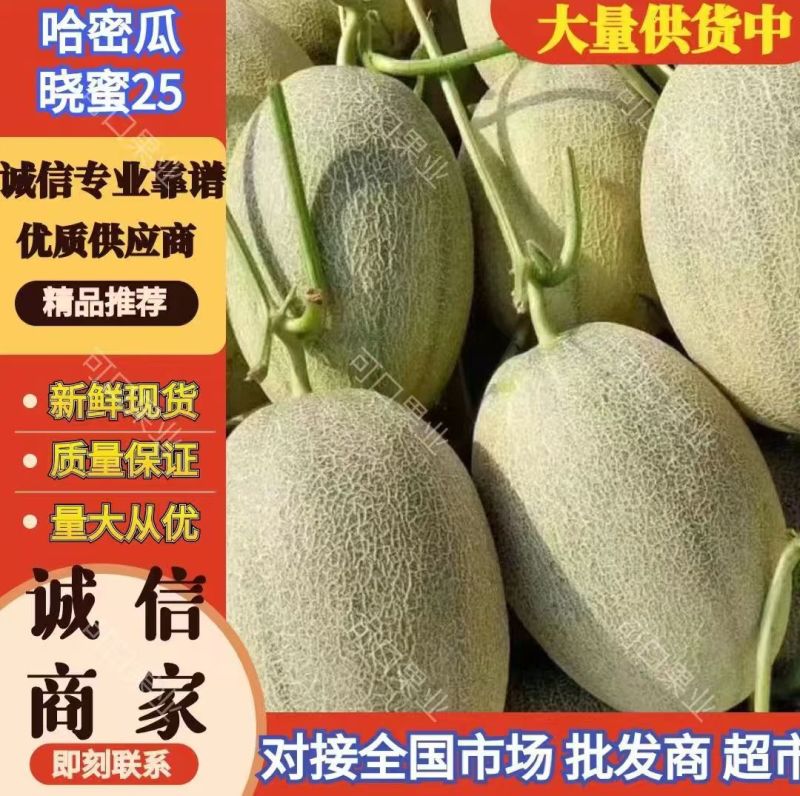 新疆哈密瓜大量上市了小密25糖度高口感好品质保证