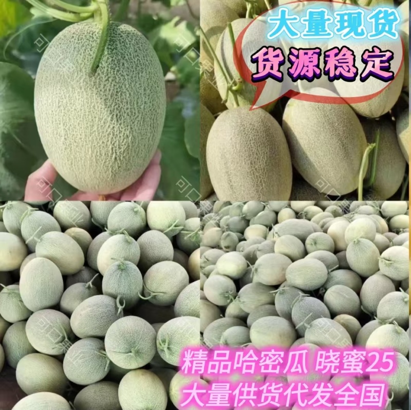 新疆哈密瓜大量上市了小密25糖度高口感好品质保证