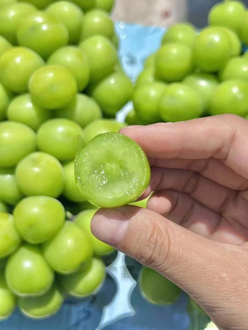 【进店】阳光玫瑰，新鲜采摘，可视频看货，欢迎来电。