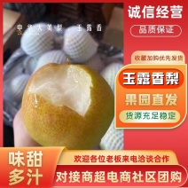 精品推荐平遥玉露香梨一手货源供应电商市场商超