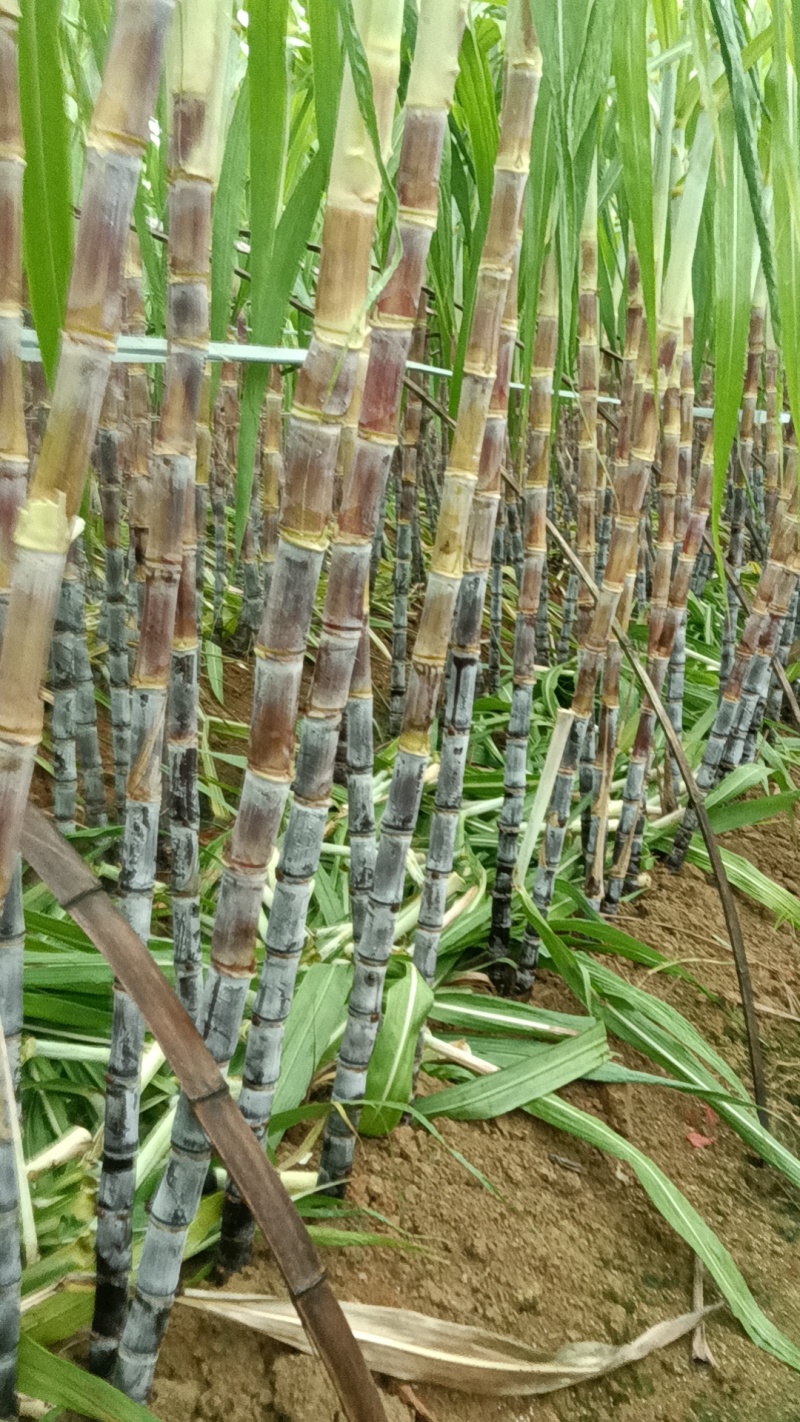 浙江精品黑皮甘蔗粗大均匀表皮光滑品质好价格优