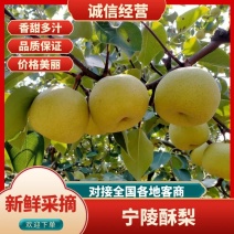 【精品】宁陵酥梨大量上市产地直供量大从优保质保量