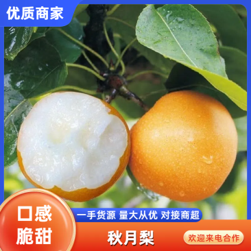 【推荐】精品秋月梨口感好多汁脆甜产地直供品质保证
