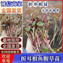 鱼腥草苗折耳根苗红根折耳根种苗四季可种植带土发货
