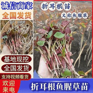鱼腥草苗折耳根苗红根折耳根种苗四季可种植带土发货