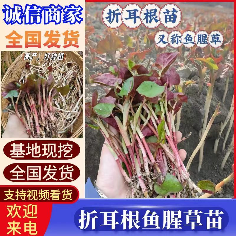 鱼腥草苗折耳根苗红根折耳根种苗四季可种植带土发货