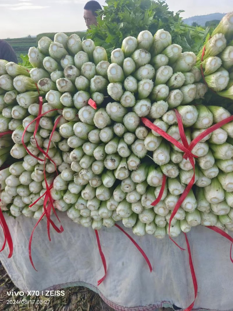 甘肃定西小芹菜大量上市，品质好价格优，欢迎咨询联系