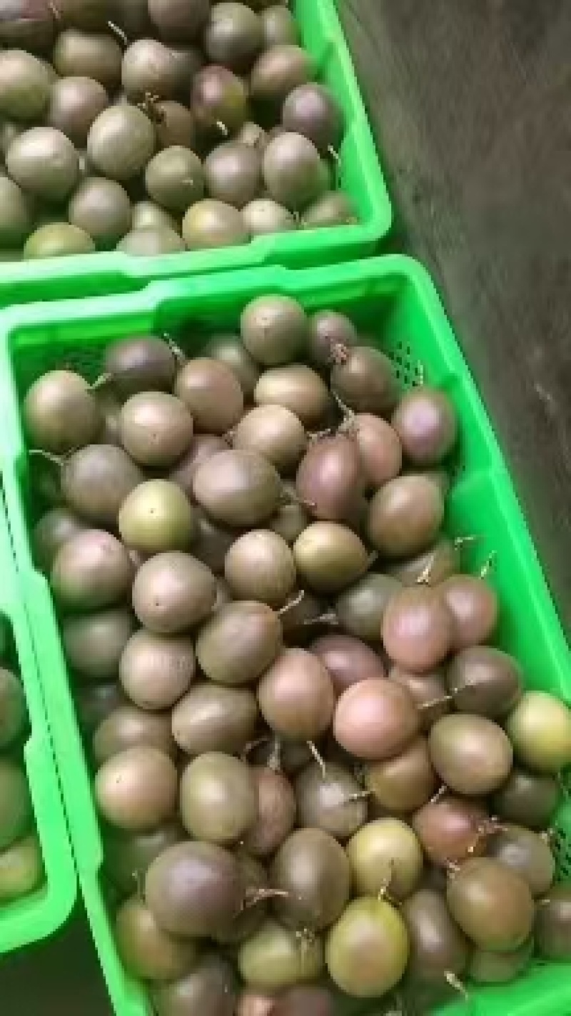 云南精品百香果当季鲜果云南紫皮原浆欢迎咨询