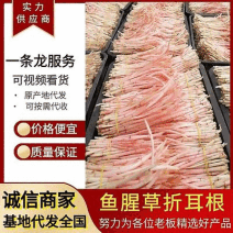 折耳根节节根鱼腥草新鲜现挖货源充足可全国发货