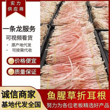 折耳根节节根鱼腥草新鲜现挖货源充足可全国发货
