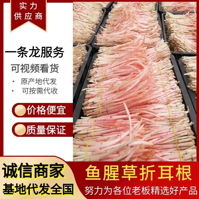 折耳根节节根鱼腥草新鲜现挖货源充足可全国发货