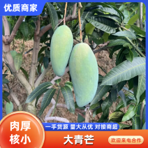 越南大青芒产地直发提供一条龙服务欢迎坏果包赔