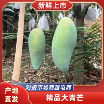 越南大青芒产地直发大量供应对接全国市场电