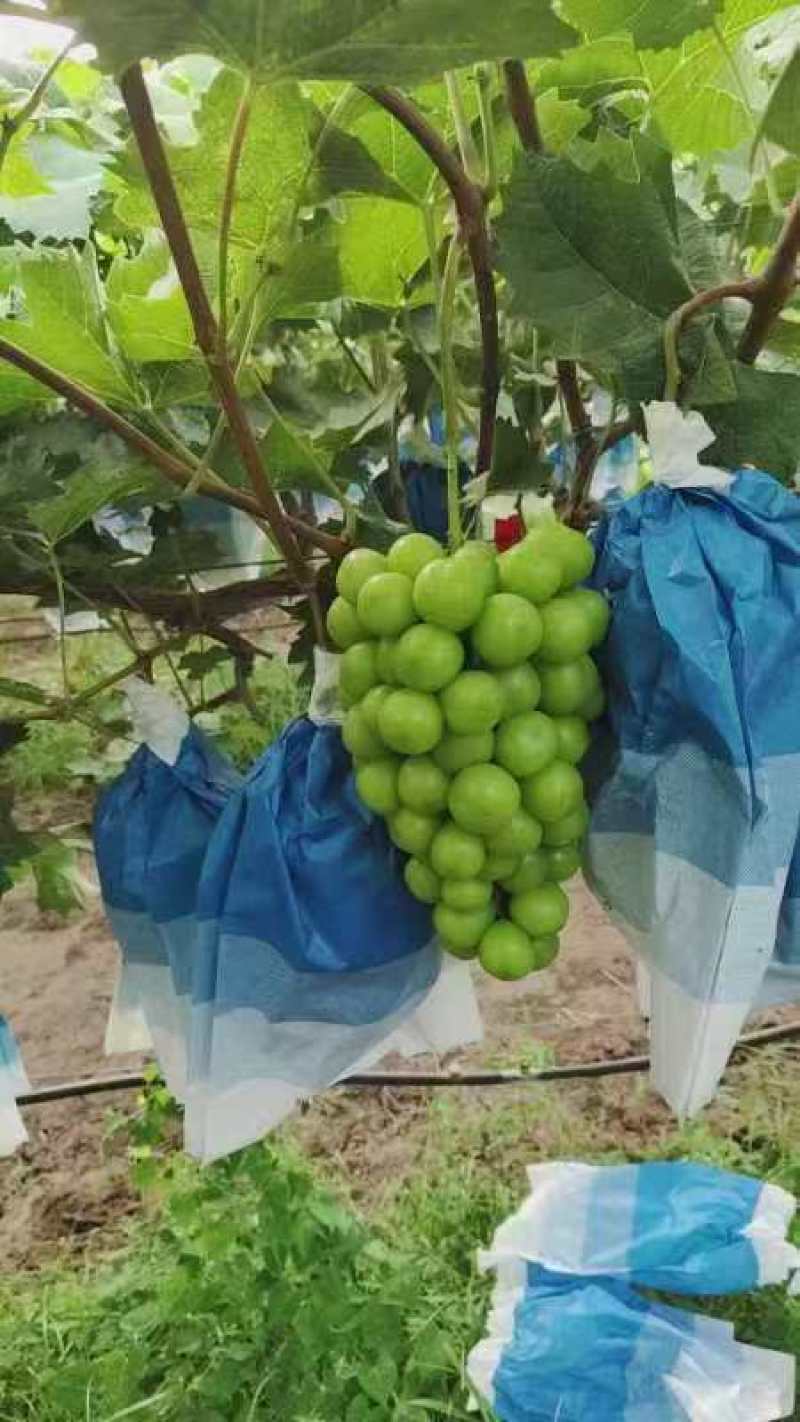精选阳光玫瑰葡萄热卖中价格实惠运输便利欢迎选购