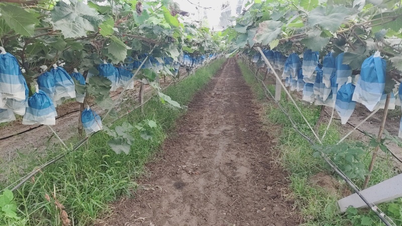 精选阳光玫瑰葡萄热卖中价格实惠运输便利欢迎选购