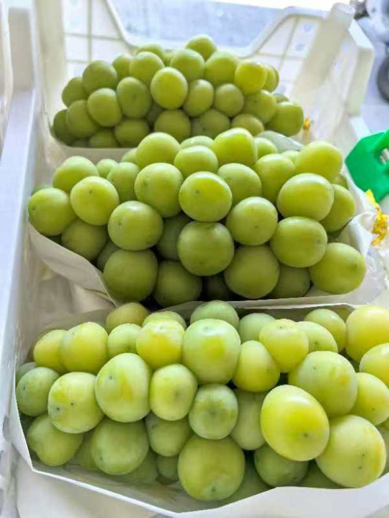 精选阳光玫瑰葡萄热卖中价格实惠运输便利欢迎选购