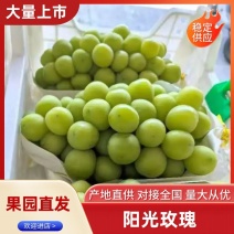 精选阳光玫瑰葡萄热卖中价格实惠运输便利欢迎选购