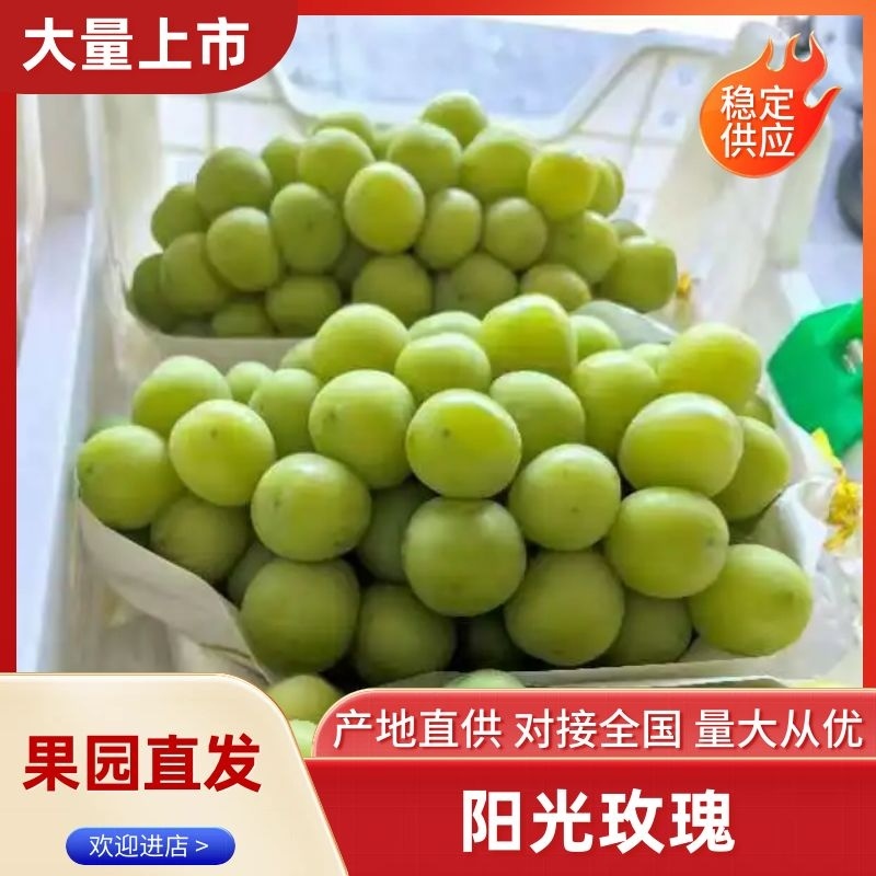 精选阳光玫瑰葡萄热卖中价格实惠运输便利欢迎选购
