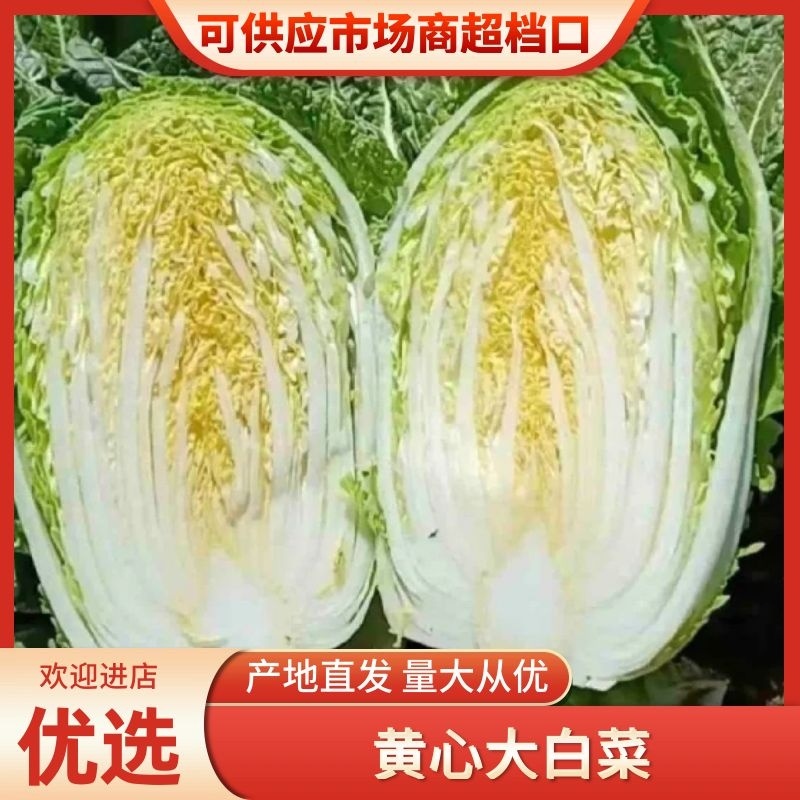 东台市黄心大白菜白菜欢迎实地考察对接全国