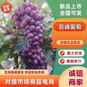巨峰葡萄，，货源充足，口感好，可以发往全国各地。诚信经营