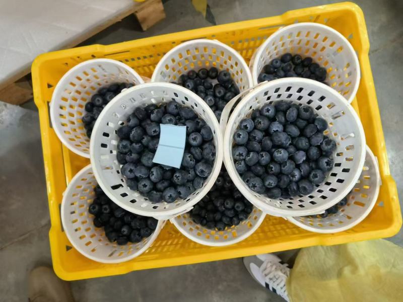 【云南精品蓝莓】基地直供质量保证一手货源全国发货