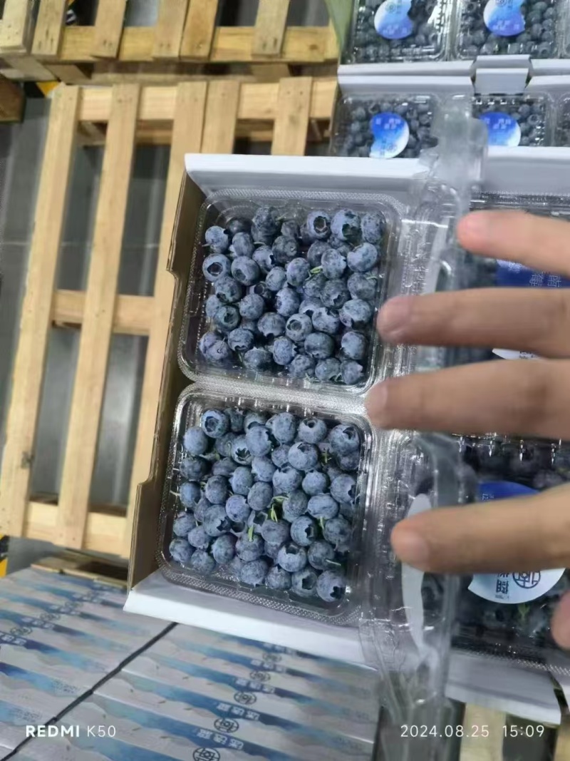 【云南精品蓝莓】基地直供质量保证一手货源全国发货