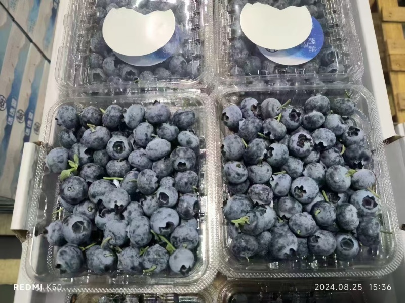 【云南精品蓝莓】基地直供质量保证一手货源全国发货