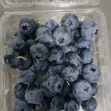 【云南精品蓝莓】基地直供质量保证一手货源全国发货