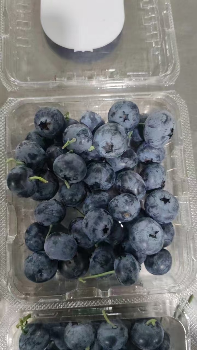 【云南精品蓝莓】基地直供质量保证一手货源全国发货