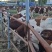 西门塔尔肉牛活牛母牛品种保证提供技术长期供货可视频选牛